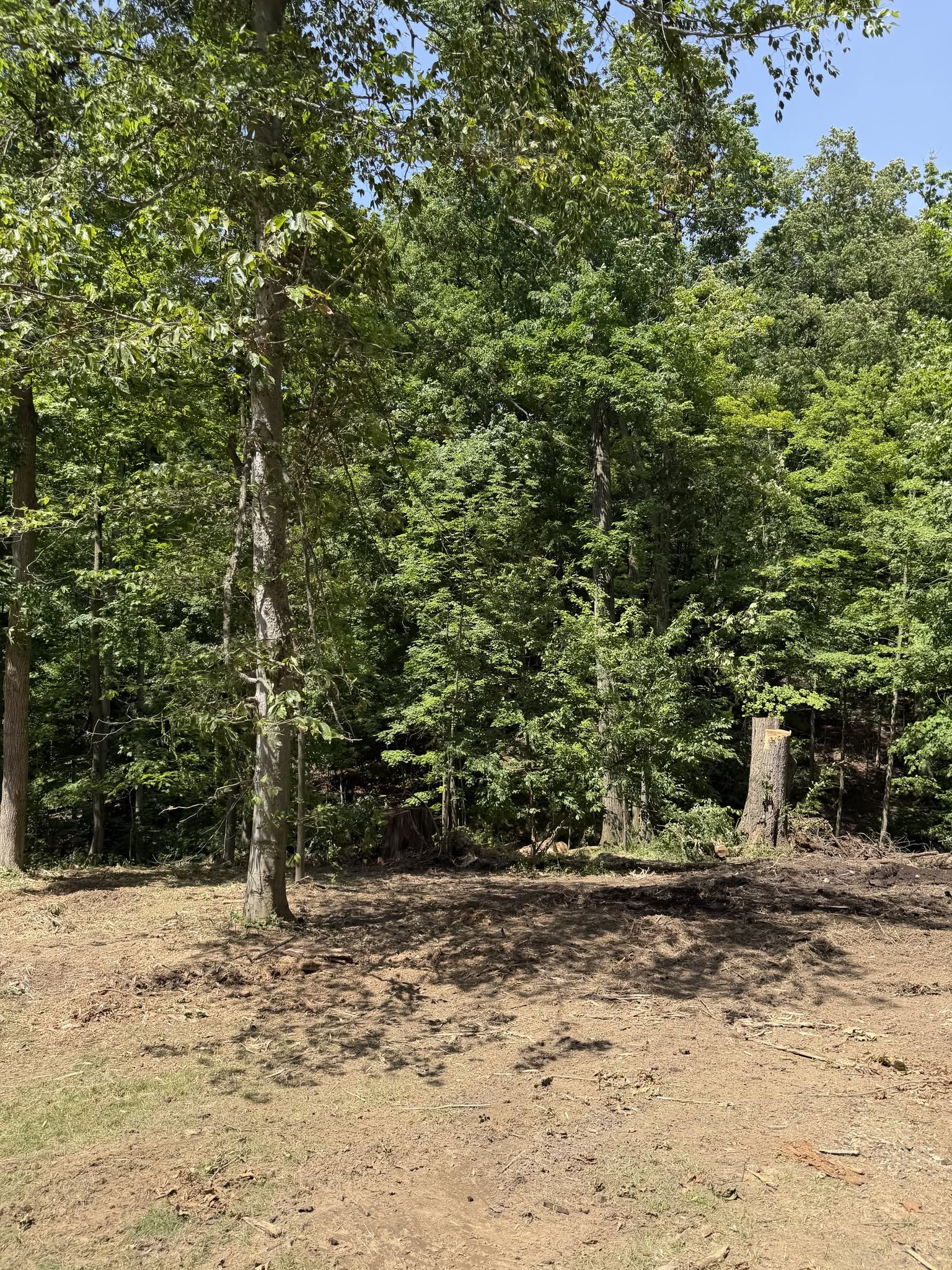 Cleared ground along a woodland edge with standing trees