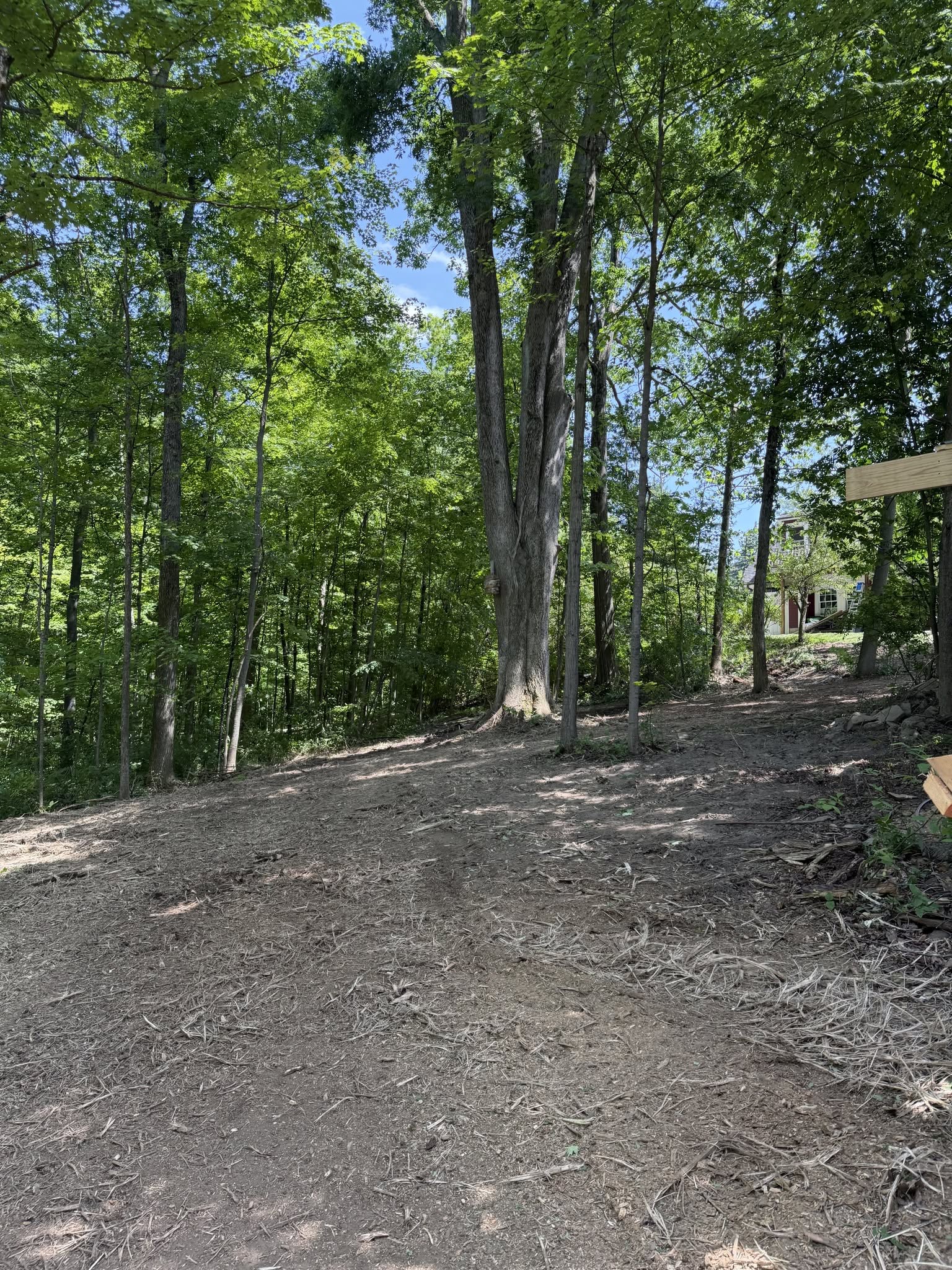 Cleared woodland slope beneath mature trees beside a house