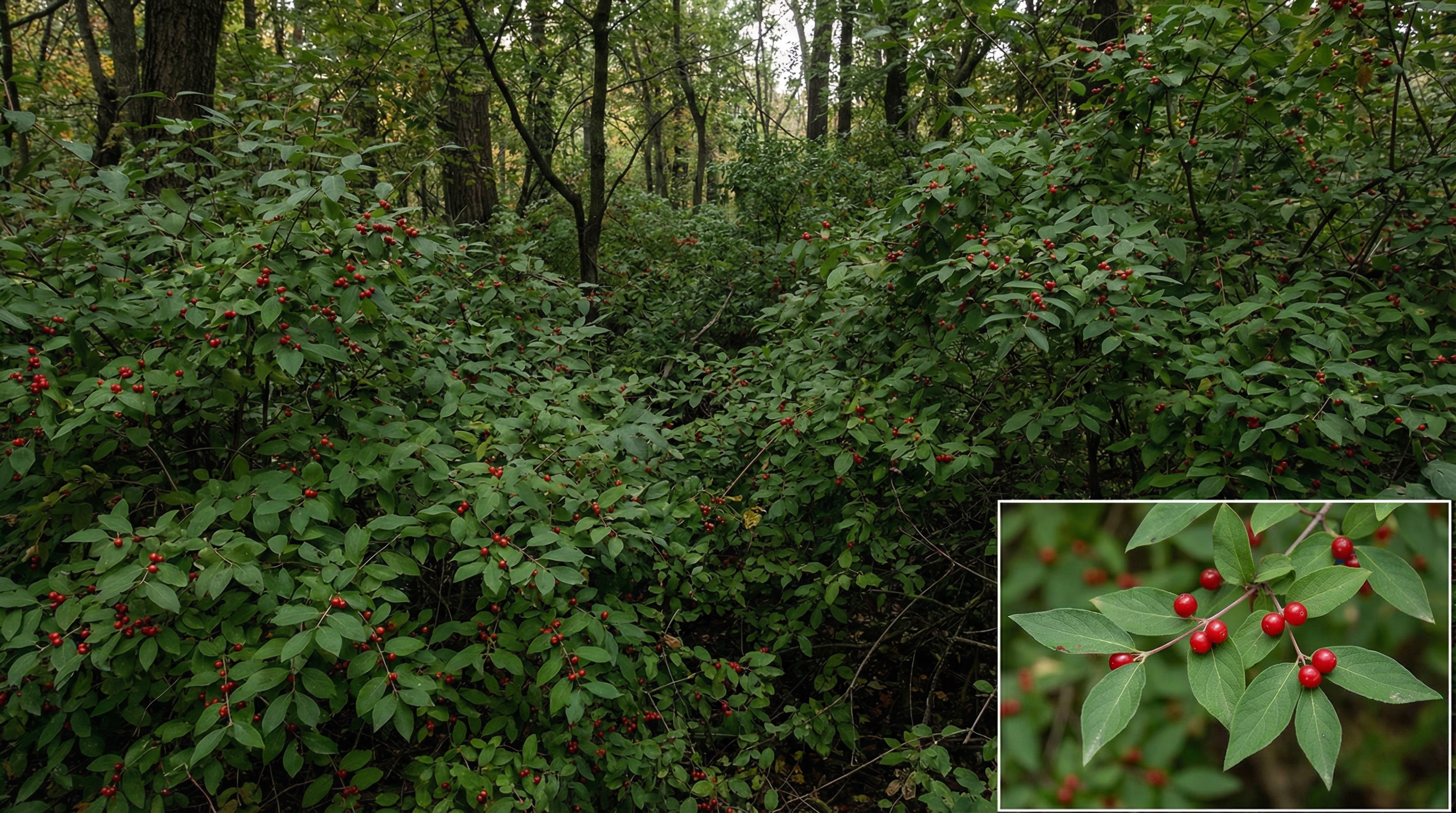 Dense bush honeysuckle invasion covering Ohio woodland