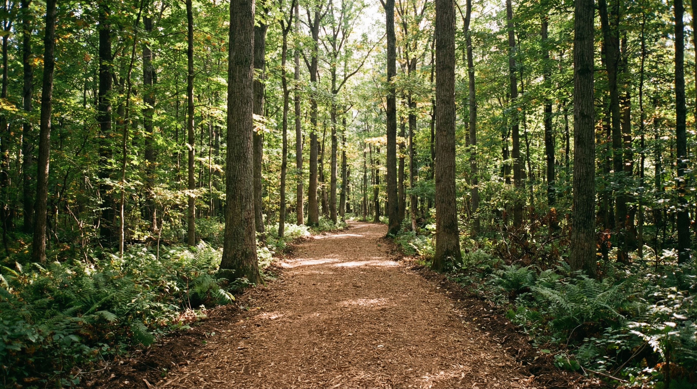 Clean 10-foot wide mulched trail through Ohio woods
