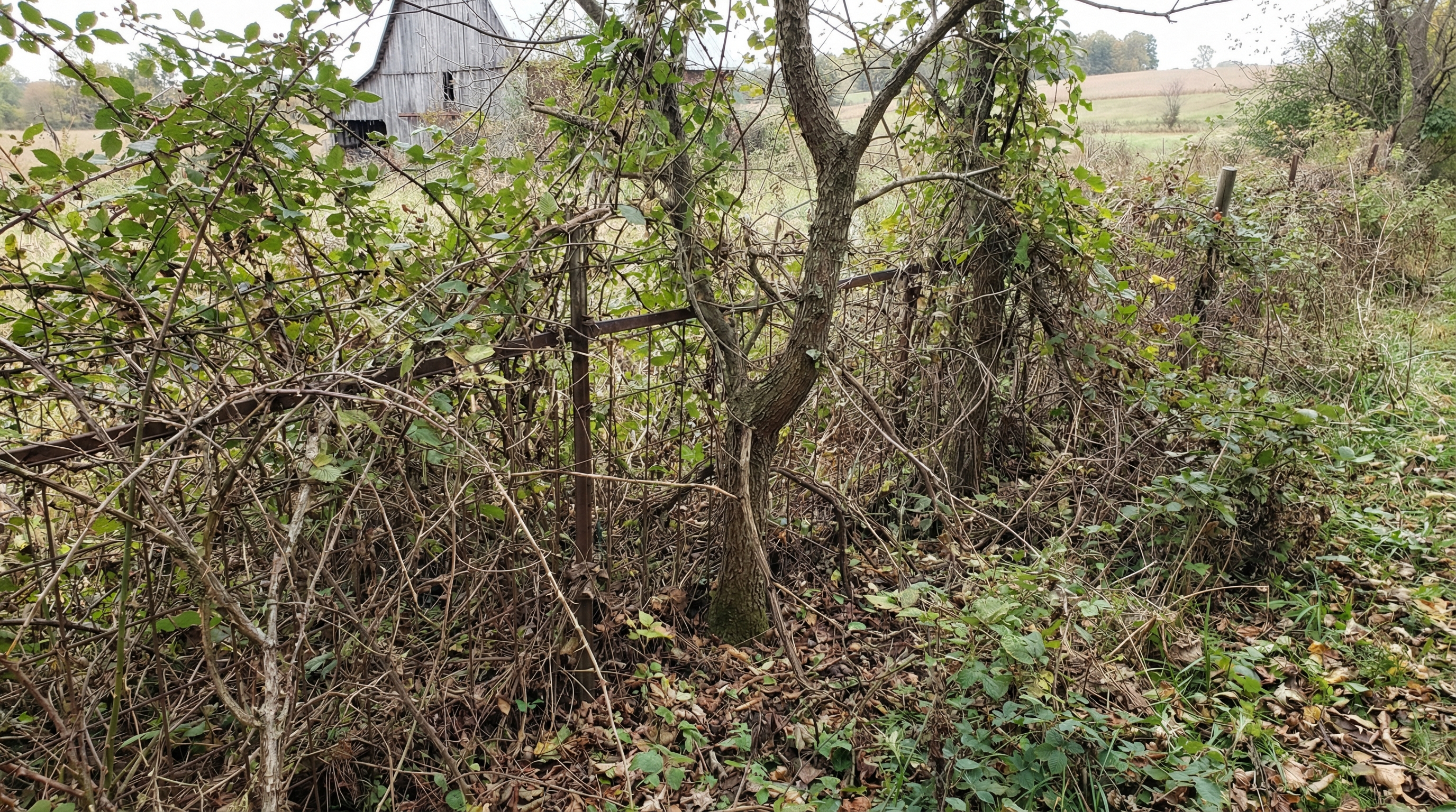 Overgrown fence line buried in brush and multiflora rose on Ohio farm